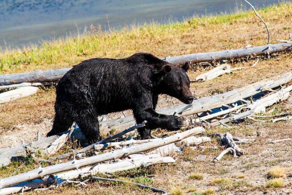 Grand Teton & Yellowstone National Park