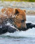 Bjørn i Anchorage