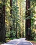 Redwoods state park
