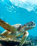 Svøm med skildpadder på Maui, Hawaii