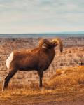 Bighorn Sheep i Badlands National Park