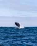 Monterey Bay - Pukkelhval