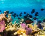 Great Mayan Reef