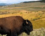 guide-til-yellowstone-national-park-hayden-valley