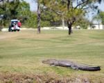 golf-i-florida-alligator