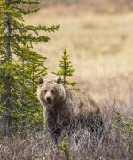 Grizzly bjørn i Canada