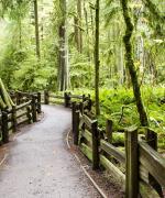 Vancouver Island regnskov