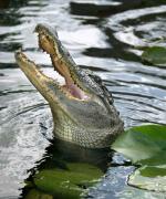 Alligator i Everglades