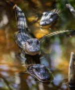 Små alligators i Everglades
